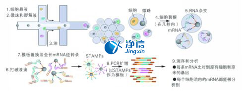 中國人自己的微流控單細胞測序儀來了！_微流控Drop-seq